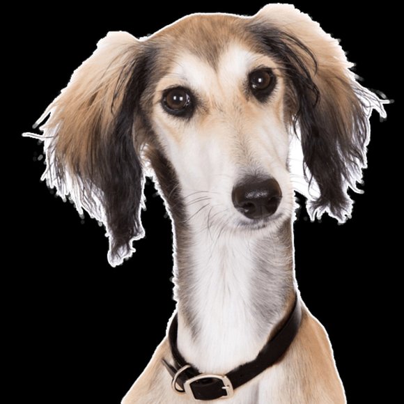 Meet your Posher, Elise - Picture 1 of 1